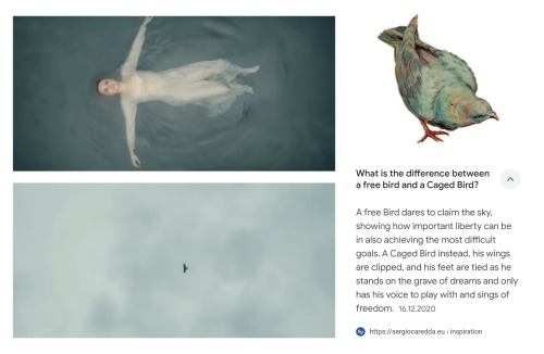 Tyler Ronan + Bird Symbolism