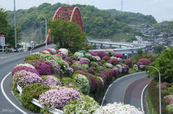 mizunokisu:  Flower Road &amp; Bridge by Toshimo1123 on Flickr.