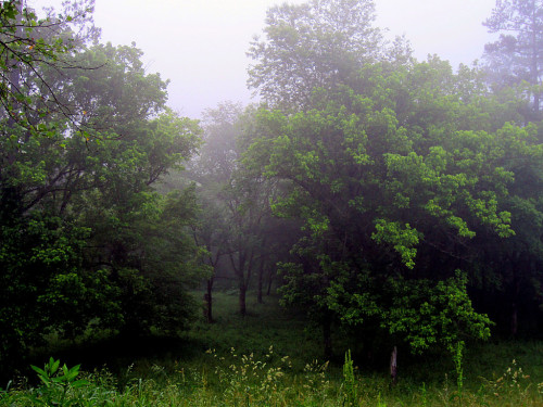 Entering The Haunted Woods by Kentucky Mountain Man