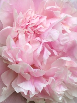 Dee-Lirium:  Honestly, What’s More Perfect Than A Peony?