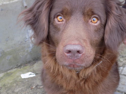 handsomedogs:This is Rona. Breed: unknown. We found her outside of our appatament building when she 