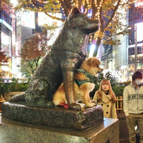 Sex awwww-cute:  Dreaming big at Hachiko statue, pictures