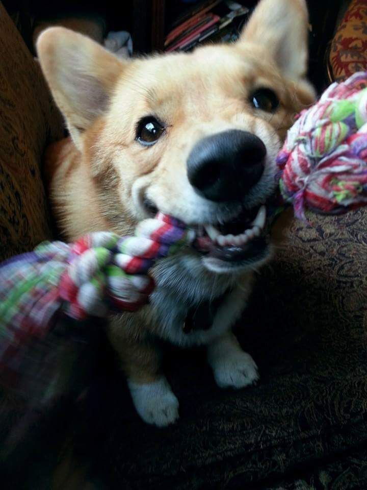 Sweet potato dog chew toy