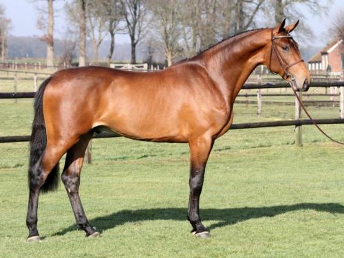 equinecanada - Hirobantos 3 year old, KWPN stallionTjungske...