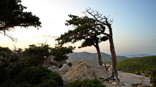 Windswept. Windgepeitscht.Trees on Monolithos Hill, Rhodes 2009.