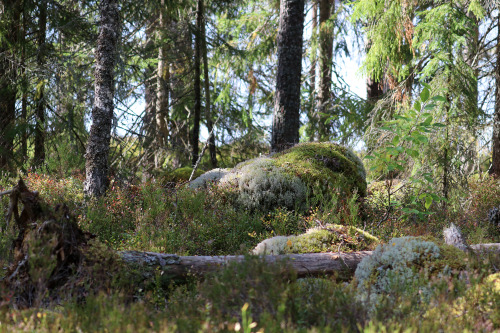 michaelnordeman:Fräkensjömyrarna nature reserve, Värmland, Sweden. 