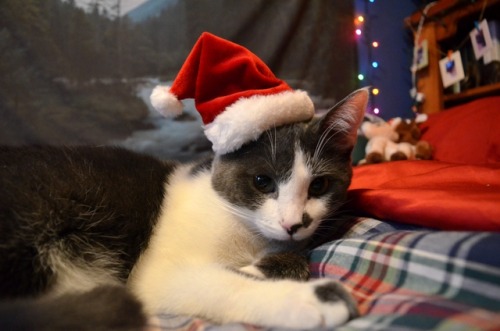 paeeje: Merry Christmas from Abby, Elijah, Koda, Izzie, Ted, Tiddles, and Jazzy! I have seven cats a