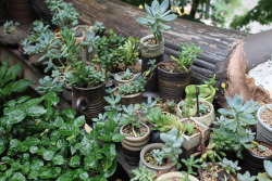 plantyr:  cute lil succulents spotted in Korea 
