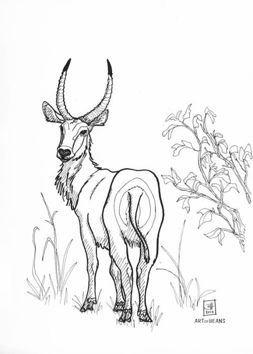 Day 13: waterbuckLove these guys because they strut around with a big ol&rsquo; toilet seat ring