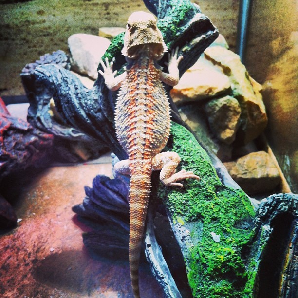 He&rsquo;s getting big! #drako #dragon #beardie #beardeddragon #pet #reptile