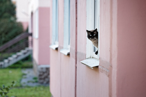 I’m watching you by olegarhiy on Flickr.