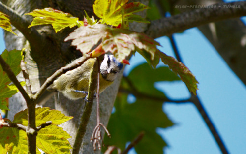 Blue tit (Cyanistes caeruleus), 06/05/18Blue tits will readily come to feeders, but when they aren&r