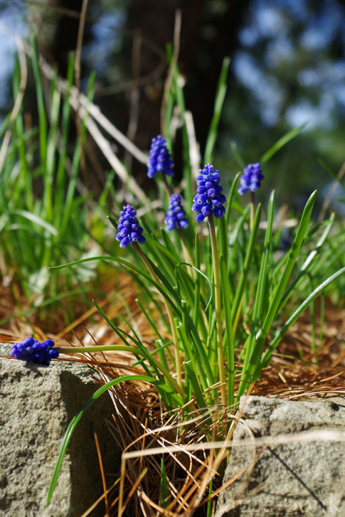 Spotted this little one, probably a Podarcis muralis, the common wall lizard. And also a Muscari sp.