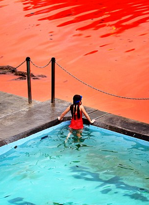 sixpenceee:  Bondi Beach in Australia turned a crimson red in 2012 because of a rare