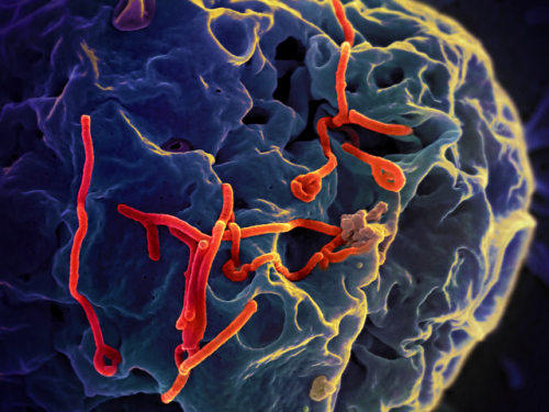 Ebola Virus | NIAID