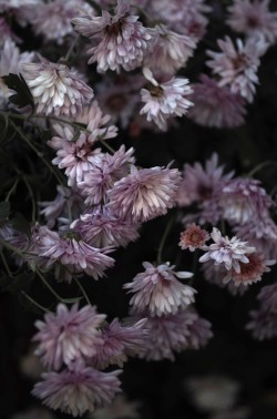 uyamt:  菊（きく）  Chrysanthemum