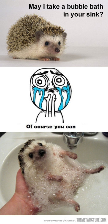 Random cute hedgehog #4.