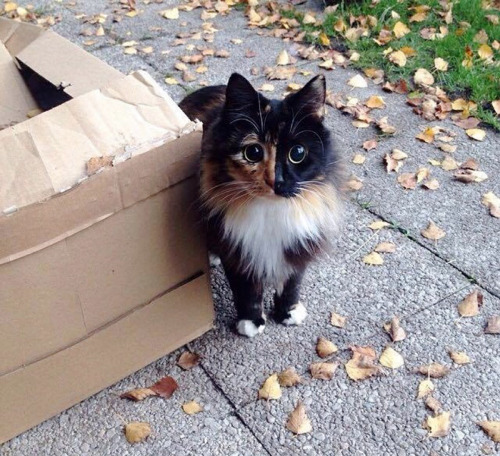 lady-halibuts-chambers: awesome-picz: This Blind Kitty Found On The Street Has Eyes No One Could Re