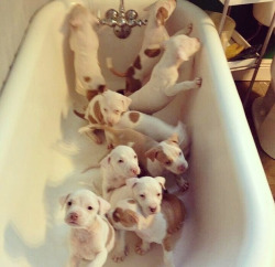 cerejasvermelhass:  Bath Time 