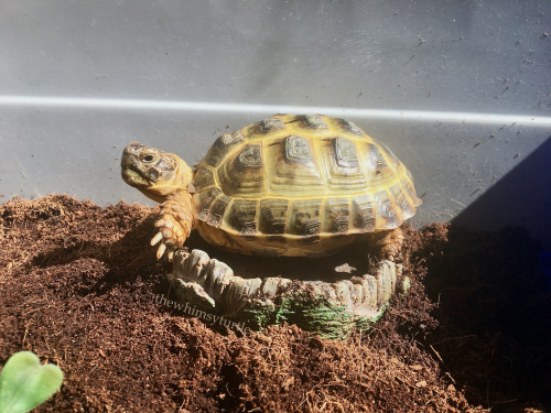 Sometimes Mom swaps out my current water dish for my old one to give me more “variety.”  How am I su