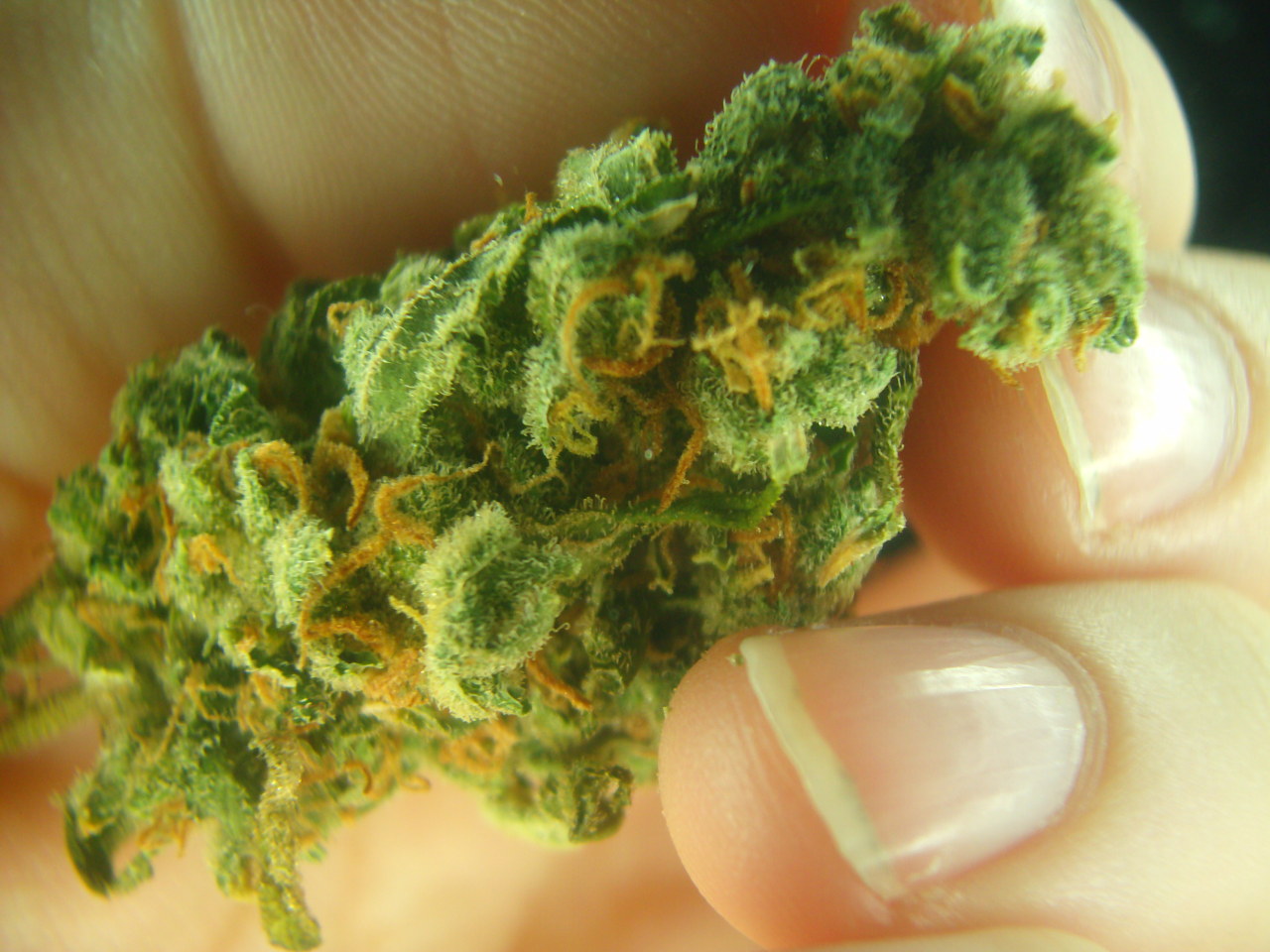 dinosaurbeards:  nugs :) 