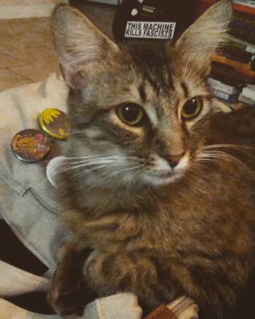 Minerva sitting in fronf of the #Gryffindor pin #cats #catstagram #catsofinstagram #catsofig #hp #pr