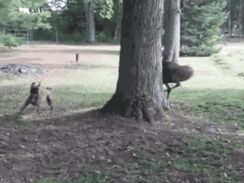Porn gifsboom:  Video: Emu and Boxer Dog Run photos