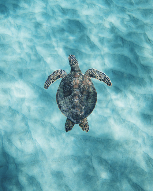 havingagoodvibes:  drxgonfly:  Freezing Time (by Chun Chau)  Photographer’s…
