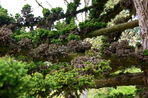 Moss on tree by alexander.dischoe on Flickr.