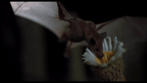 daily-batty-dose:Your Daily Batty Dose