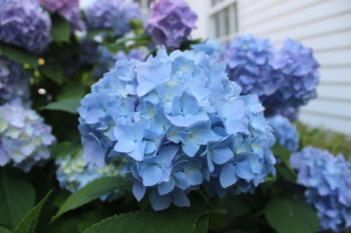 hydrangeas