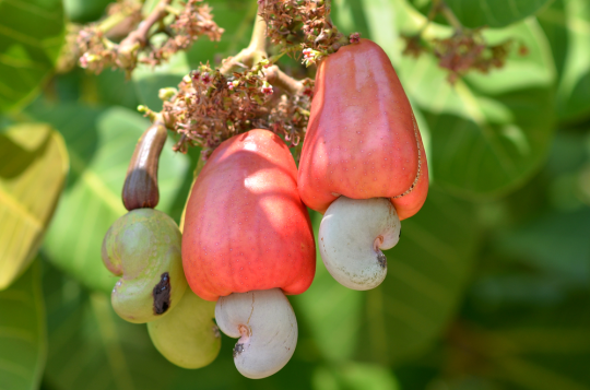 humming-fly: ceeblathers:  ceeblathers:  theitalianscribe:  ceeblathers:  humming-fly:  kaesaaurelia:  If you can, stop what you’re doing and do a google image search for “how cashews grow” right now. Like.  What is this bullshit???  WHAT THE FUCK