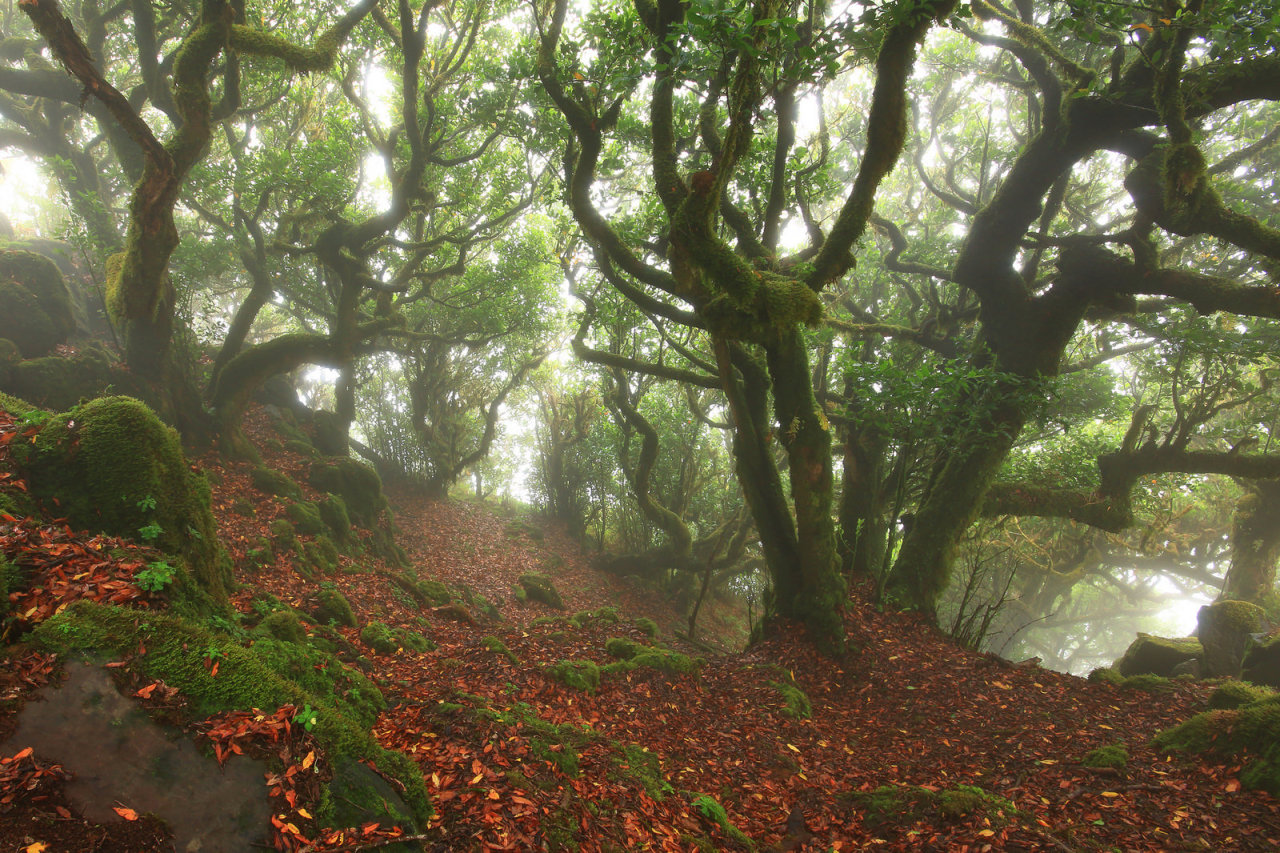 90377:   Fangorn Forest by Ricardo Pestana   