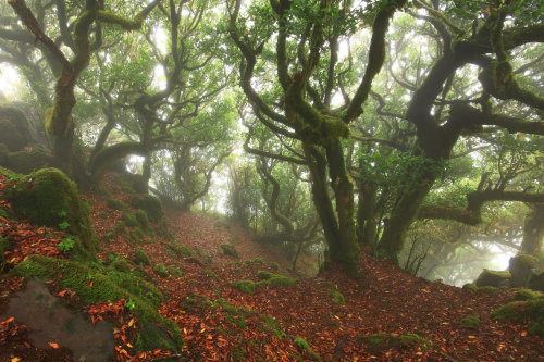 Fangorn Forest by Ricardo Pestana