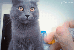 gifak-net:  Video:   Cat Malfunctions When