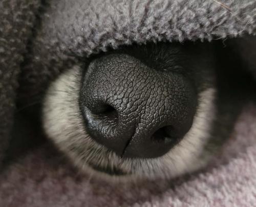 cuteness–overload: my dogs nose sticking out of a blanket! <3 Submit your cute pet here | Source: