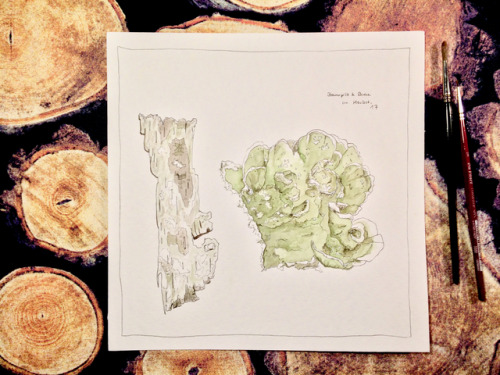 Baumpilz &amp; Birke im Herbst - watercolour on paperpolypore &amp; birch - it really i