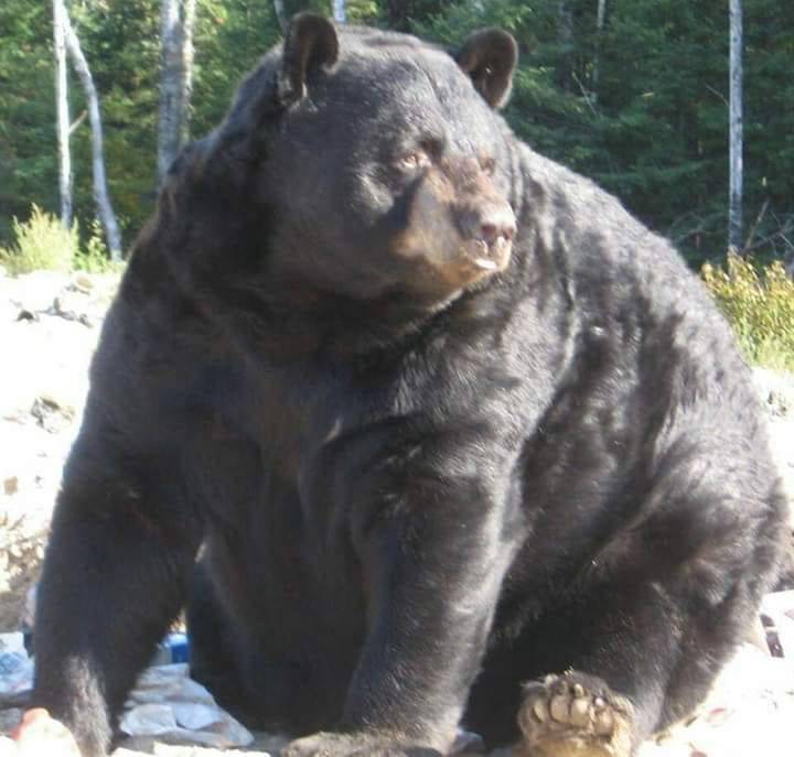Bear belly big Big