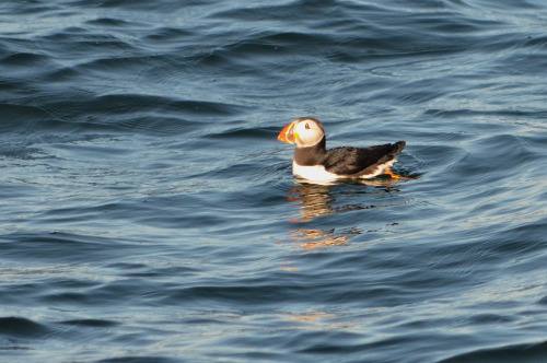 Atlantic puffins at Eastern Egg Rock, Maine (July 2019)Hardy Boat Cruise - Puffin Watch