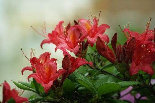 ruby-red-peony