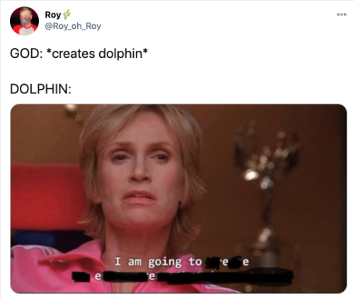 dolphins