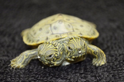 sixpenceee:  A two-headed turtle has hatched at the San Antonio Zoo and officials have named her Thelma and Louise.