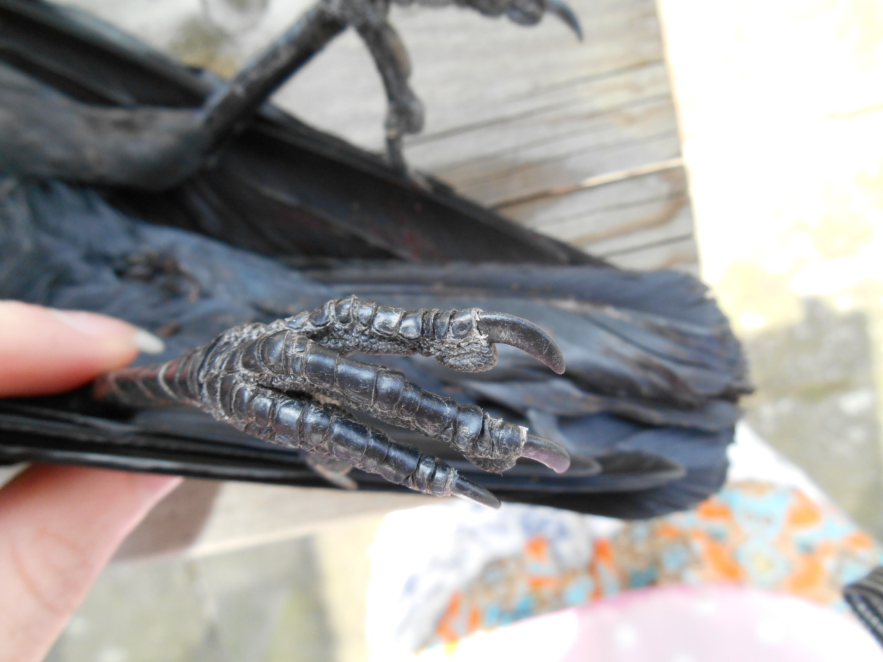 artofmaquenda:  There were some people interested in more views of the jackdaw legs,