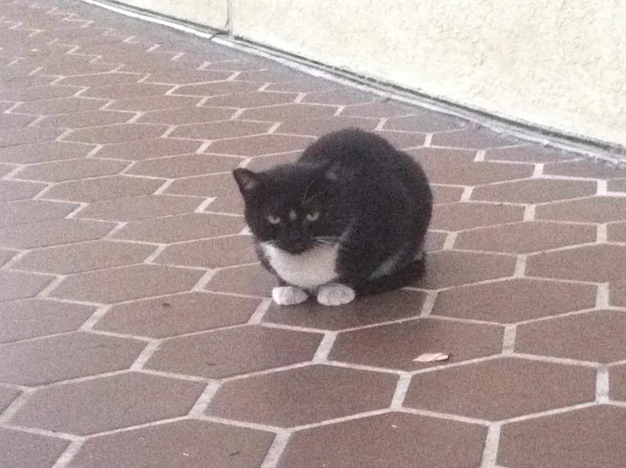 I met this cat and I was like &ldquo;Hi, what can I do to help you so you can