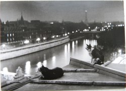 valsez:  Paris Cats at Night. 1954 Photographer: