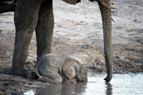 burlybanner:caraatplay:wildeles:Baby elephant drinking. When they are this young, they don’t y