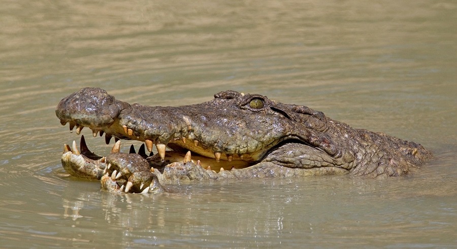 wapiti3: Nile crocodile  Paul Cools photos 