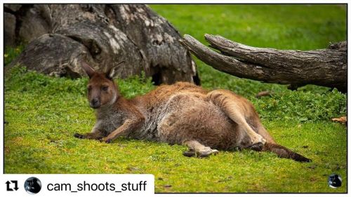 #Repost @cam_shoots_stuff with @make_repost ・・・ A red kangaroo gets comfy on the slopes of Mount Lof