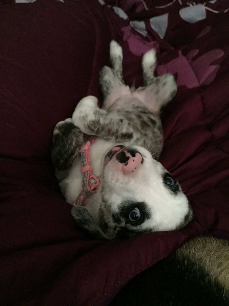 handsomedogs:  This is my puppy Riley. She’s super sweet and has the most beautiful