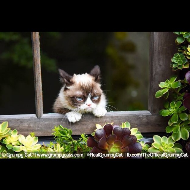 The #DailyGrump | September 17, 2014 #grumpycat